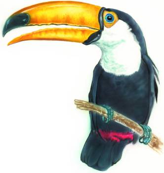 tucano.jpg